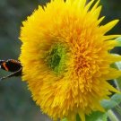 Teddy Bear Tall Sunflower 100 Seeds Giant Sun Gold Tall Big Huge Fluffy Fresh Garden