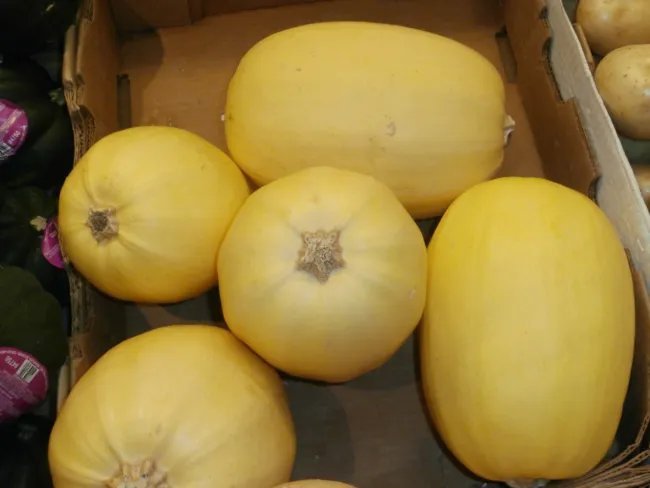 Yellow Spaghetti Squash 20+ Seeds Fresh Garden