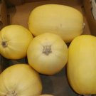 Yellow Spaghetti Squash 20+ Seeds Fresh Garden