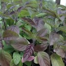 Red Leaf Holy Basil 500+ Seeds (Krishna Tulsi) Fresh Garden
