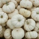 Baby Boo Pumpkin 20+ Seeds Mini White Pumpkins Jack Be Little Fresh Garden