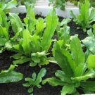 Culantro 400+ Seeds Ngo Gai Mexican Coriander Fresh Garden