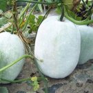 Giant White Skin Winter Melon 10+ Seeds Ash Wax Gourd Chinese Dong Gua Fresh Garden