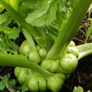 Chinese Stem Mustard Tuber 200+ Seeds (Zha Cai) Fresh Garden