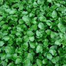 Upland Cress 500+ Seeds Microgreens Garnish Pepper Greens Lettuce Spinach Fresh Garden