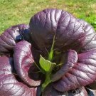 Purple Lady Bok Choy 500 Seeds Pak Choi Purple Leaves Green Stem Pok Choy Fresh Garden