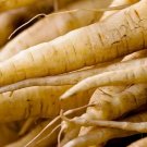 Early Harris Model Parsnip 500+ Seeds Non Gmo Heirloom White Parsnips Fresh Garden