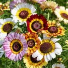Painted Mix Daisy Flower 200+ Seeds Nongmo Fresh Garden