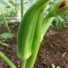 Clemson Spineless Okra 100+ Seeds Natural Non Gmo Heirloom Usa Southern Fresh Garden