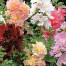 Summer Carnival Hollyhocks 50+ Seeds Alcea Rosea Flower Rose Seed Fresh Garden