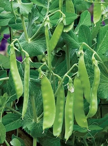 Oregon Sugar Pod Ii Snow Pea 30+ Seeds Non Gmo Heirloom Vegetable Fresh Garden