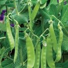 Oregon Sugar Pod Ii Snow Pea 30+ Seeds Non Gmo Heirloom Vegetable Fresh Garden