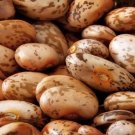 Pinto Bean 30+ Seeds For Planting Heirloom Spanish Speckled Bush Shell Fresh Garden