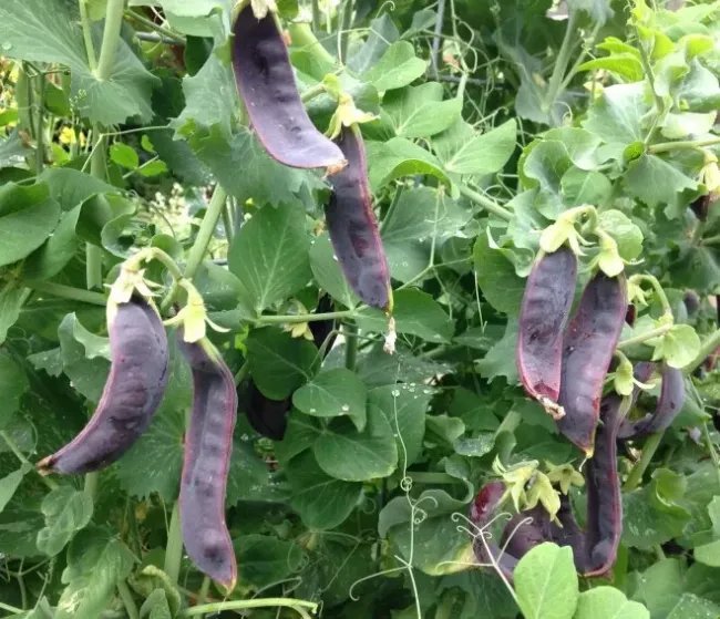 Peas Royal Snap Ii Seeds Heirloom Legume (Pisum Sativum) 20 Seeds Fresh Garden