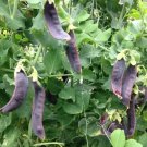 Peas Royal Snap Ii Seeds Heirloom Legume (Pisum Sativum) 20 Seeds Fresh Garden