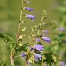 Skullcap Official (Mad Dog Skullcap) 50 Seeds Fresh Garden