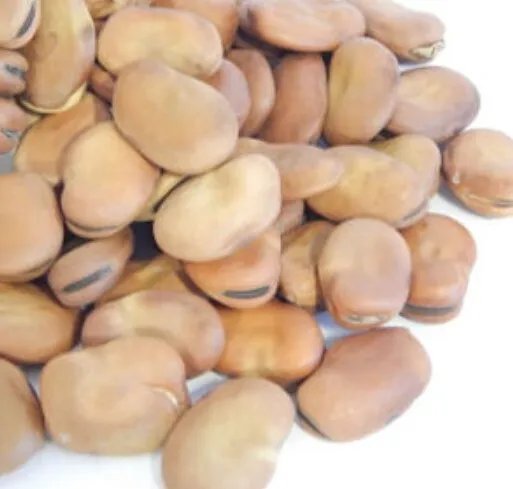 Bean Fava Broad Windsor Seeds Heirloom Vegetable (Vicia Faba) 10 Seeds Fresh Garden