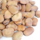 Bean Fava Broad Windsor Seeds Heirloom Vegetable (Vicia Faba) 10 Seeds Fresh Garden