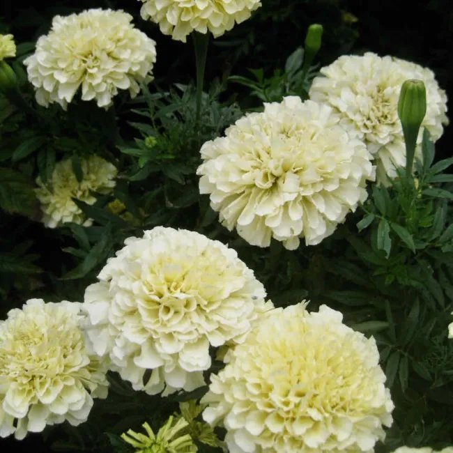 Marigold African Moonlight Seeds Heirloom Flower (Tagetes Patula) 50 Seeds Fresh Garden