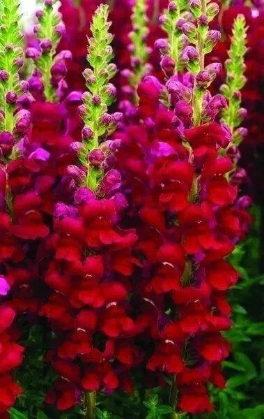 Snapdragon Defiance Seeds Flower (Antirrhinum Majus) 200 Seeds Fresh Garden