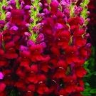 Snapdragon Defiance Seeds Flower (Antirrhinum Majus) 200 Seeds Fresh Garden