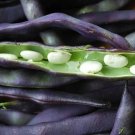 Bean Royal Burgundy 50 Seeds Heirloom Vegetable Open Pollinated Fresh Garden