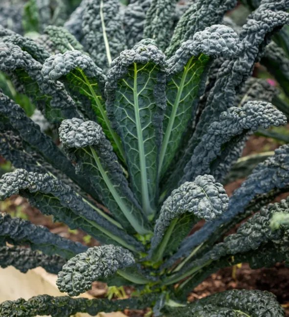 Kale Black Magic Seeds Heirloom Vegetable (Brassica Oleracea) 250 Seeds Fresh Garden