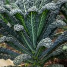 Kale Black Magic Seeds Heirloom Vegetable (Brassica Oleracea) 250 Seeds Fresh Garden