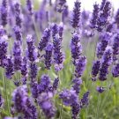 Lavender English (True Lavender) Seeds 100 Seeds Fresh Garden
