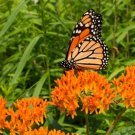 Butterfly Weed (Orange Milkweed) Seeds 70 Seeds Fresh Garden