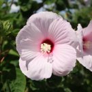 Hibiscus Rose Mallow (Halberd Leaved) Seeds Heirloom Flower 25 Seeds Fresh Garden