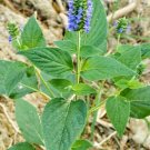 Chia Seeds Heirloom Superfood (Salvia Hispanica) 250 Seeds Fresh Garden