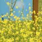 Mustard Yellow Seeds Heirloom Herb (Sinapis Alba) 200 Seeds Fresh Garden