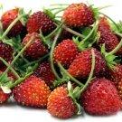 Strawberry Wild Red Seeds Heirloom Fruit (Fragaria Vesca) 400 Seeds Fresh Garden
