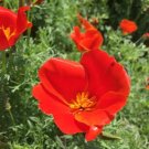 Poppy California Red Chief Seeds Heirloom Flower 200 Seeds Fresh Garden