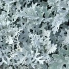 Dusty Miller 200 Seeds Timeless Ing Favorite (Cineraria Maritima) Fresh Garden