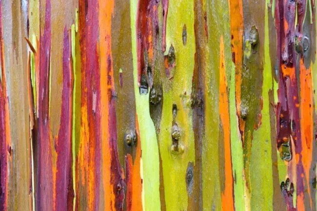 Eucalyptus Rainbow Gum Tree Seeds Eucalyptus Deglupta 100 Seeds Fresh ...