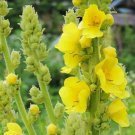 Mullein Common (Greater) Seeds Heirloom Herb (Verbascum Thapsus) 200 Seeds Fresh Garden