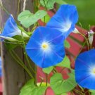 Morning Glory Heavenly Blue Seeds Heirloom Vine (Ipomoea Tricolor) 50 Seeds Fresh Garden