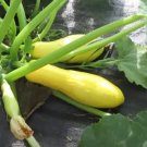 Squash Early Prolific Straightneck 50 Seeds Heirloom Vegetable Fresh Garden