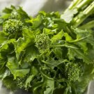 Broccoli Rapini Early Fall (Raab) 100 Seeds Heirloom Vegetable Fresh Garden