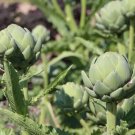 Artichoke Green Globe 50 Seeds Heirloom Vegetable Open Pollinated Fresh Garden