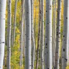 100 White Japanese Birch Tree Betula Platyphylla Japonica Seeds Fresh Garden