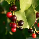Cherry Black (Cherry Tree) 15 Seeds Heirloom Fruit Open Pollinated Fresh Garden