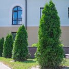 25 Seeds Thuja Tree Cedar Thuja Occidentalis Fresh Garden