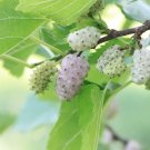 Mulberry White 50 Seeds Heirloom Fruit Tree (Morus Alba) Sweet And Juicy Fresh Garden