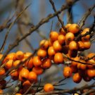 100 Seaberry Seeds Sea Buckthorn Edible Medicinal Berry Fruit Tree Fresh Garden