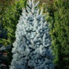 50 Seeds Colorado Blue Spruce Tree Picea Pungens Glauca Christmas Tree Fresh Garden