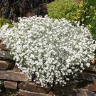 1500 Seeds Snow In Summer (Chickweed) Cerastium Biebersteinii Flower Fresh Garden