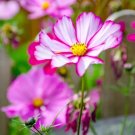 300 Seeds Candy Stripe Cosmos Cosmos Bipinnatus Flower Fresh Garden